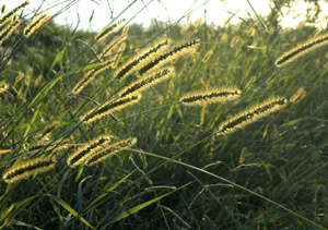 081012_Japanese pampas grass2.jpg